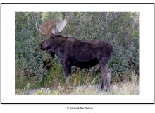 GRAND TETON NATIONAL PARK (USA)