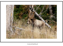 YELLOWSTONE (USA)