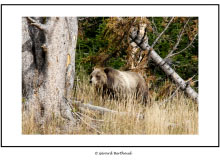 YELLOWSTONE (USA)