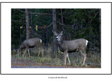 YELLOWSTONE (USA)